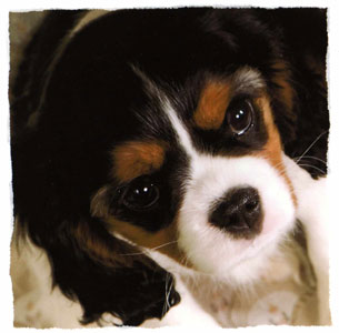 tricolor cavalier king charles spaniel puppy